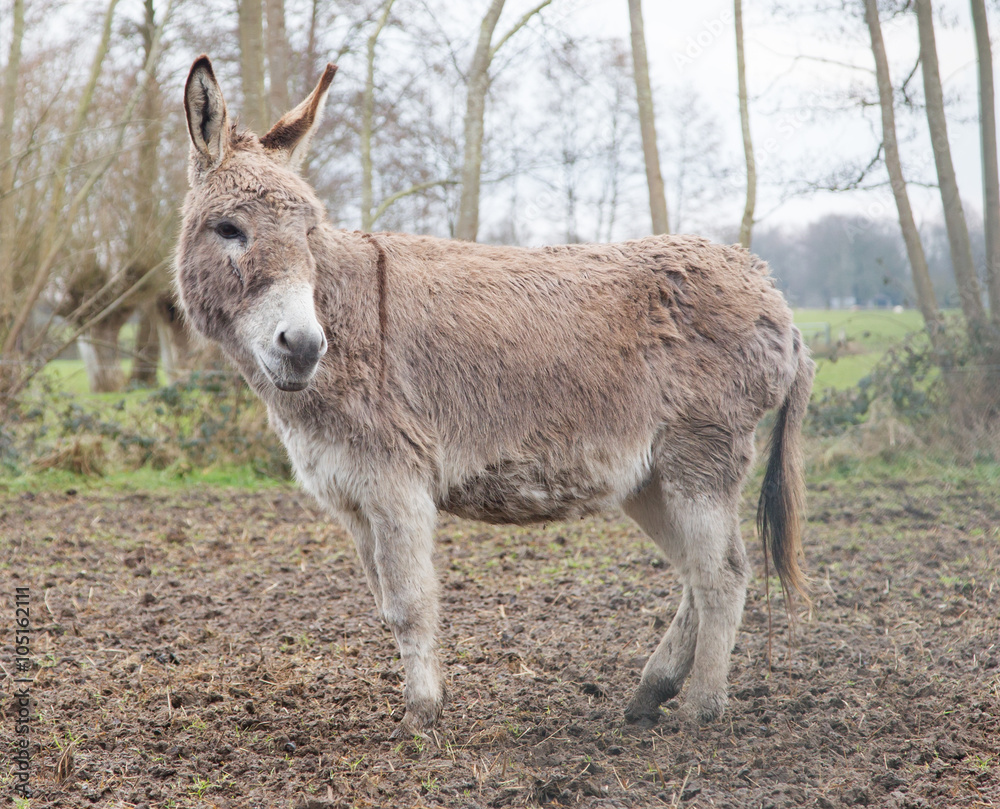 Donkey in the field