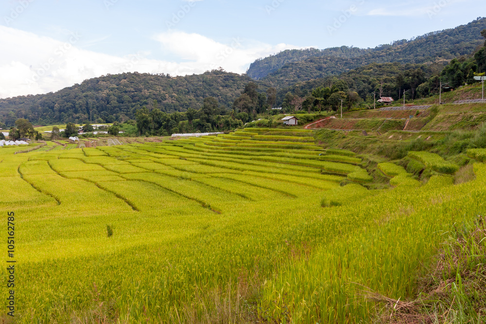 Green and yellow step/terraced rice field in Chiangmai, Thailand