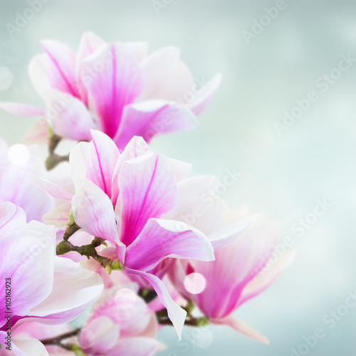 Blossoming pink  magnolia Flowers