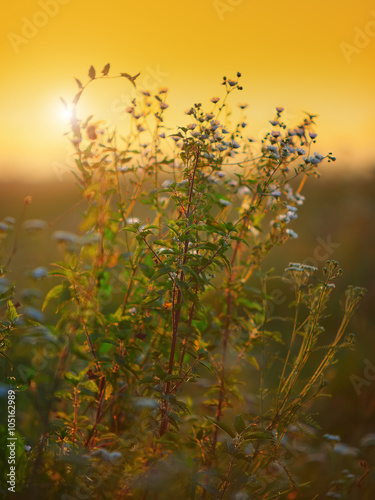 Nettle  plant and daisies against the light in the sunset light © pilat666