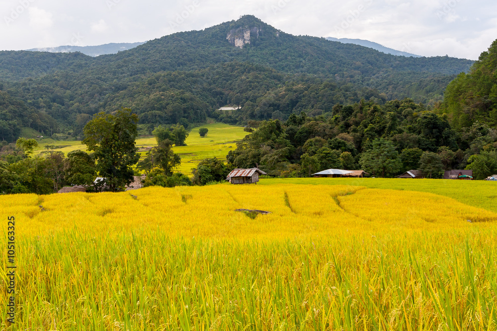 Green and yellow step/terraced rice field with hut in Chiangmai, Thailand