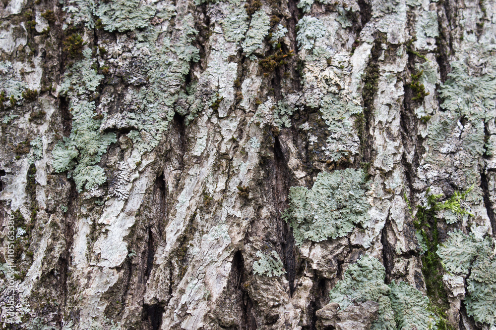 Texture or background of tree bark