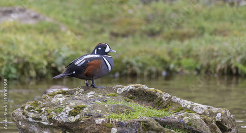 Portrait of Harlequin Duck Histrionicus Histrionicus photo