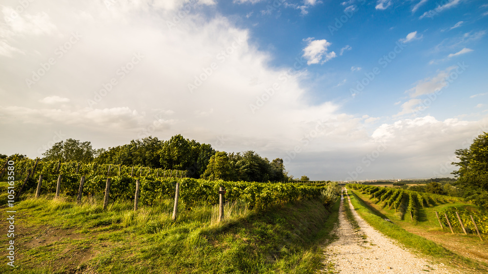 Naklejka premium grapevine field in the italian countryside