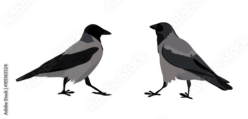 hooded crows. vector illustration