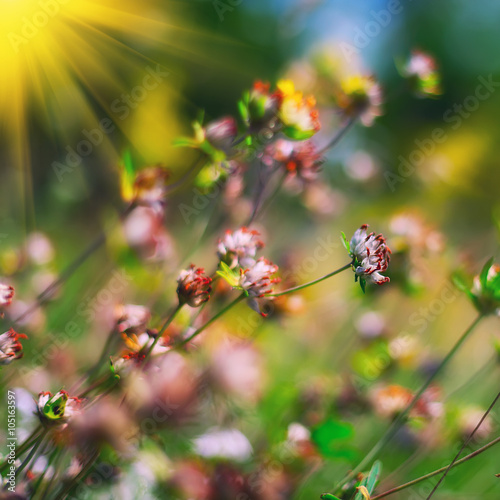 field of clover flowers © pilat666