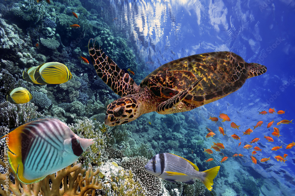 Fototapeta premium colorful coral reef with many fishes and sea turtle