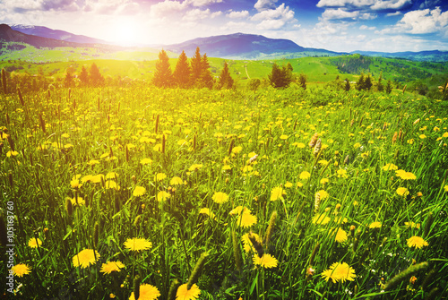 Carpathian flowering valley