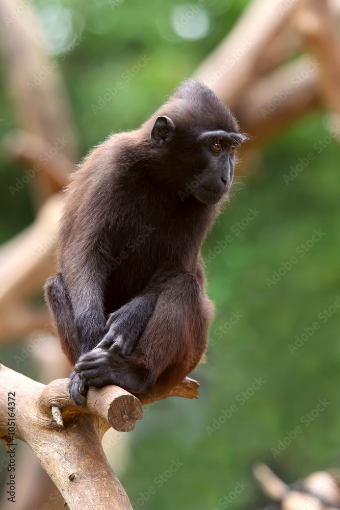 Fototapeta premium Black Macaque