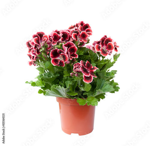 Beautiful pelargonium in a flowerpot, isolated on white background