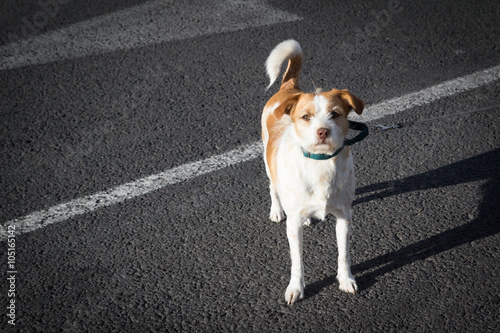 Fototapeta Naklejka Na Ścianę i Meble -  Dog on Collar and Leash in the Street