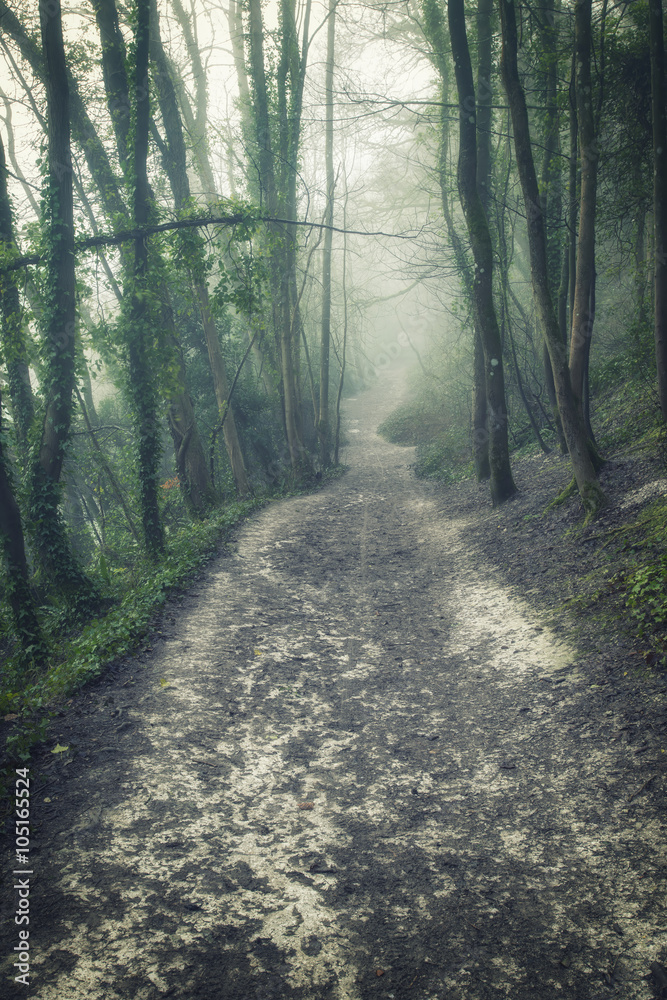 Obraz premium Moody dramatic foggy forest landscape Spring Autumn Fall