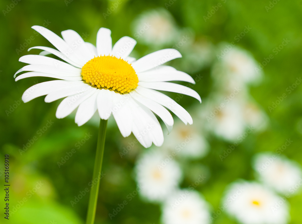 Obraz premium Large daisies