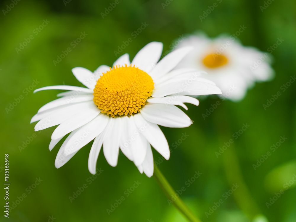 Obraz premium Large daisies