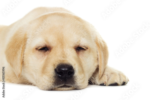 labrador puppy sleeping © Happy monkey