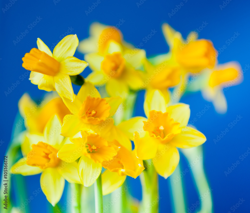 Beautiful yellow flowers of daffodil (Narcissus) against blue background