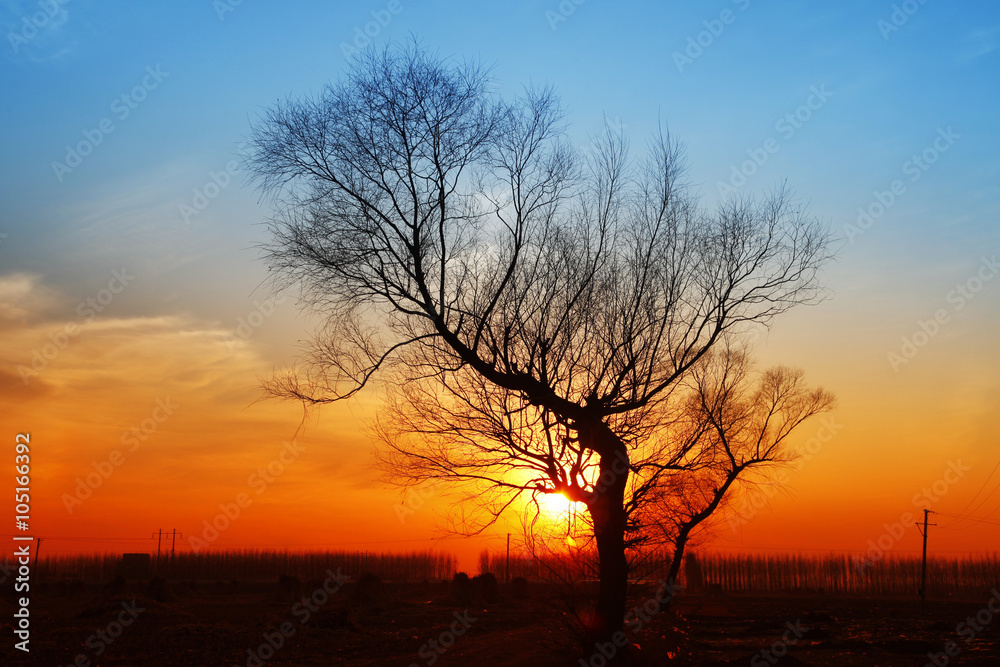 In the evening, the tree silhouette, very beautiful In the evening, the tree silhouette, very beautiful