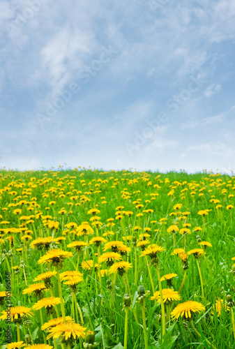 hill with dandelions and blue sky with white clouds in spring day