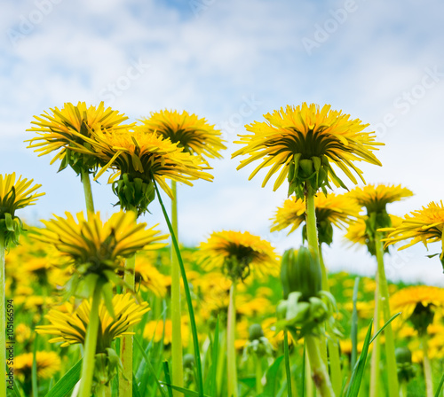 yellow dandelions against blue sky with white clouds in spring day