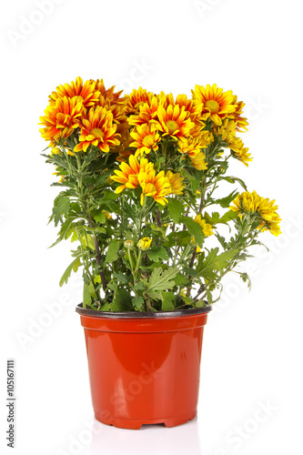 Fototapeta Naklejka Na Ścianę i Meble -  yellow vibrant auburn Chrysanthemums bouquet suited as backgroun