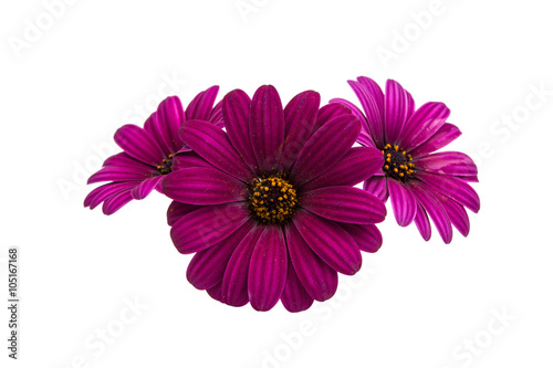 Osteosperumum Flower Daisy Isolated