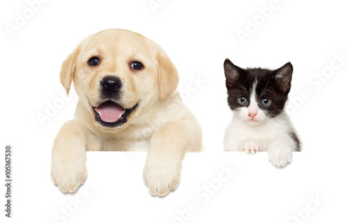 kitten and puppy Labrador peeps