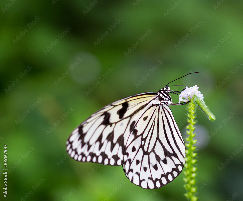 Fototapeta premium Schmetterling in der Natur