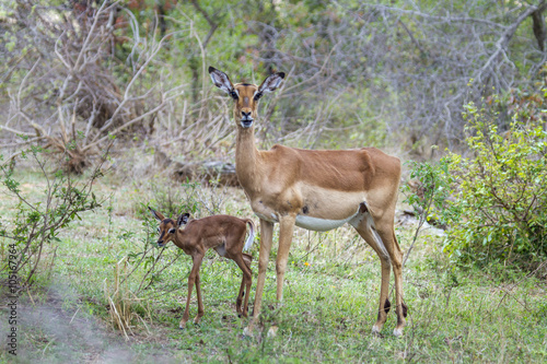 Impala in Kruger National park  South Africa