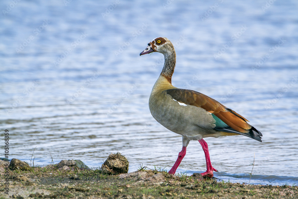 Egyptian Goose in Kruger National park, South Africa Egyptian Goose in Kruger National park, South Africa