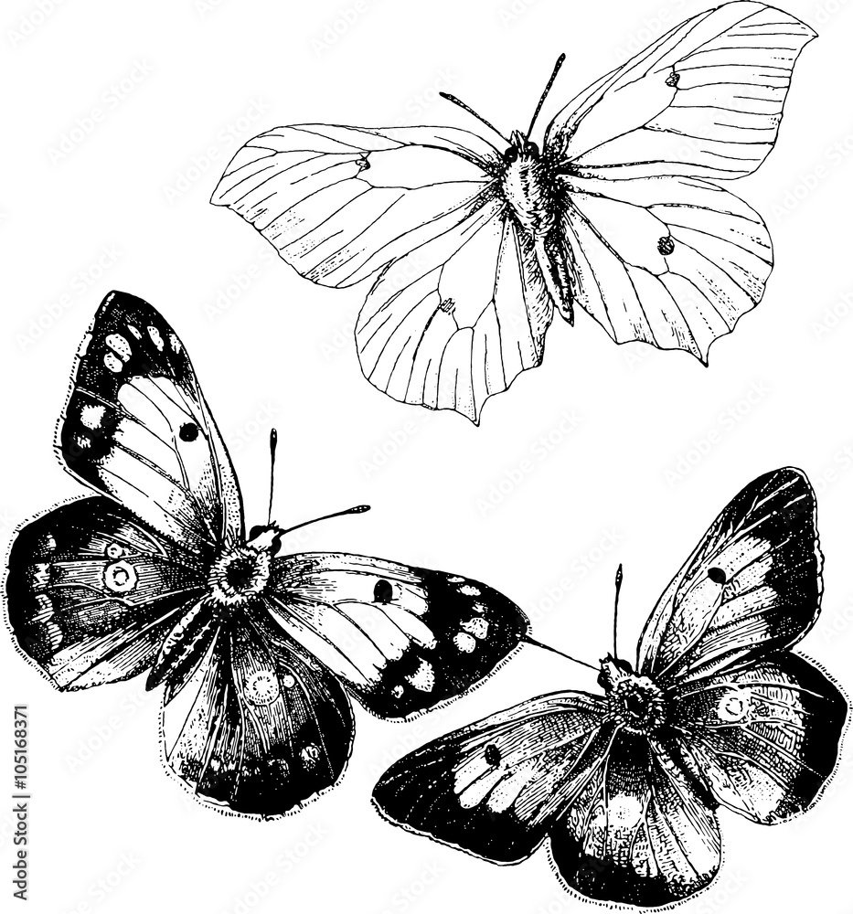 Fototapeta premium Vintage drawing butterfly