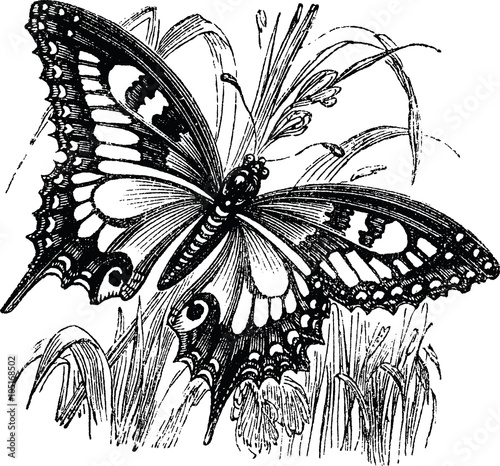 vintage butterfly drawing