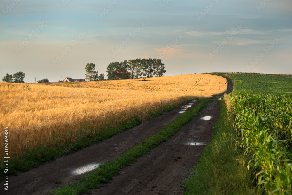 road between two fields