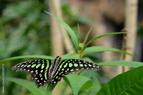 Trophischer Schmetterling Grün Schwarz