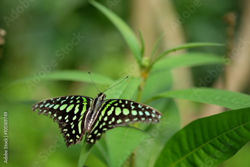 Trophischer Schmetterling Grün Schwarz