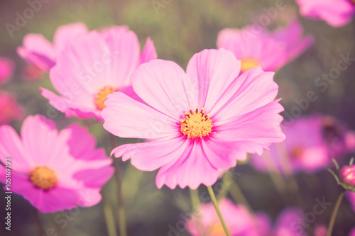 flowers with filter effect retro vintage style