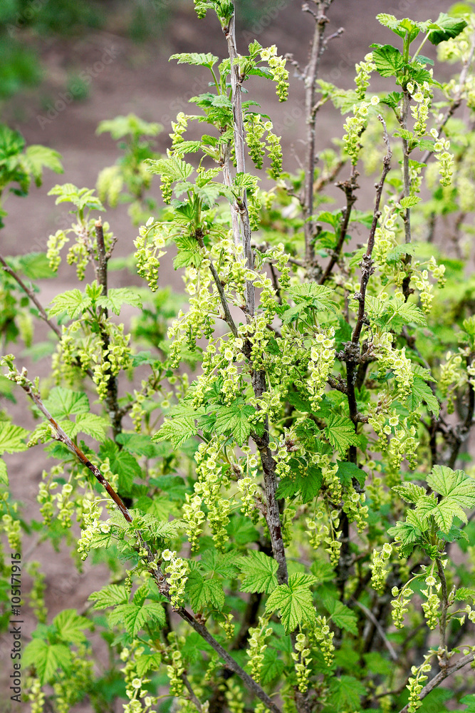 The flowering currant Bush.