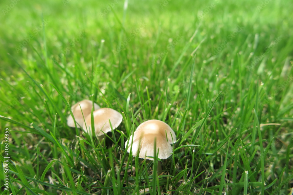 Inedible mushrooms in the fresh lawn in the summer garden