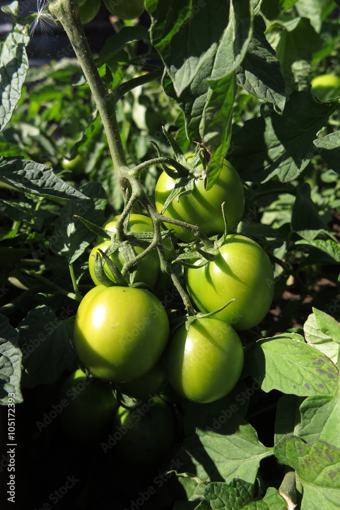 Unripe tomatoes in the summer garden