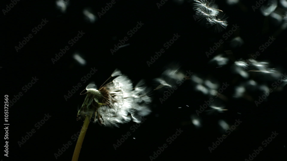 Dandelion blowing, slow motion
