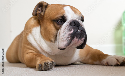 Calm and serious English bulldog on floor © santa1604