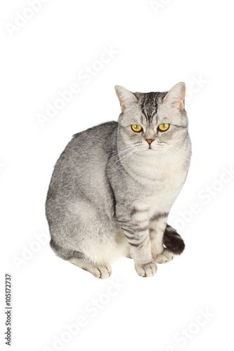 Fototapeta Naklejka Na Ścianę i Meble -  Scottish straight shorthair cat