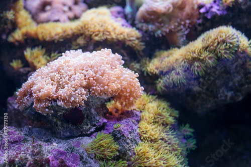 Vivid coral reef. Underwater life.