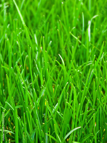 Green Grass Background - A fresh green grass background