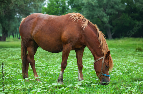 Horse on a green meadow.