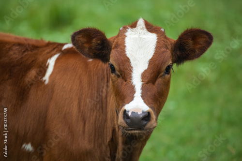 A young calf grazing in a meadow.
