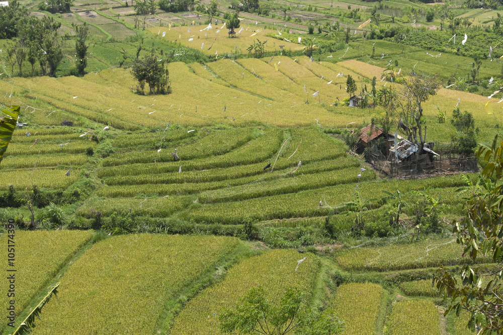 Indonesien, Reisanbau auf Bali.