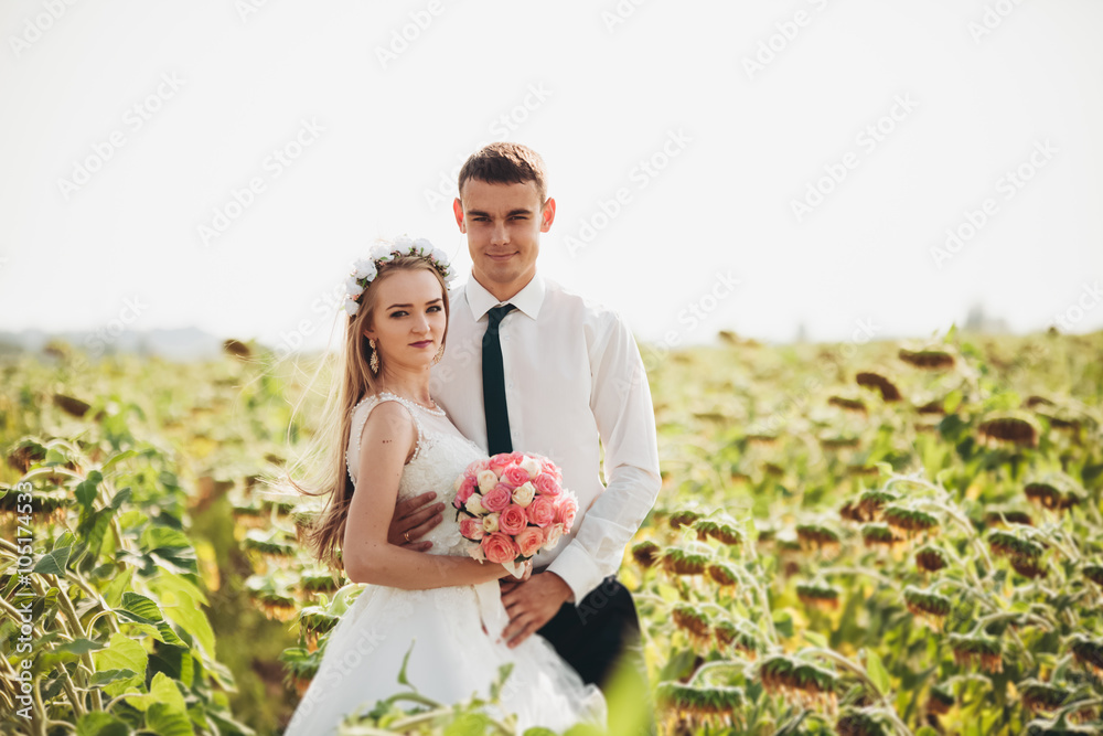 Wedding couple kissing and posing in a field of sunflowers Wedding couple kissing and posing in a field of sunflowers