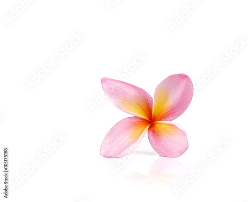 Plumeria on white background.