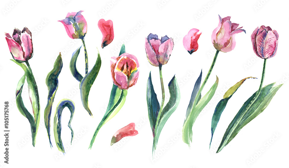 pink tulips, spring, watercolor