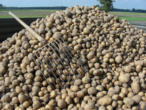 wykopywanie ziemniaków